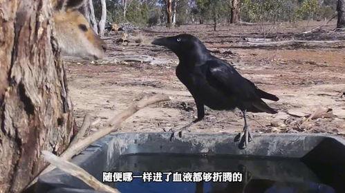 黑料吃瓜网apk普通安装  第3张