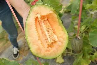 哈密瓜影视  第2张