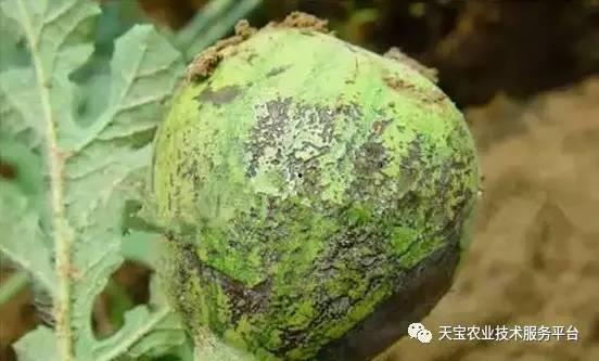 消了个瓜最新版2024手游地址  第3张